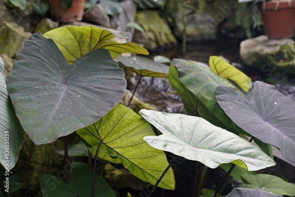 Obraz rainforest plants