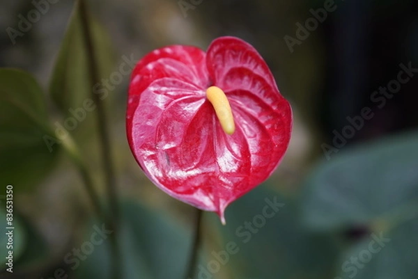 Obraz crocus flower
