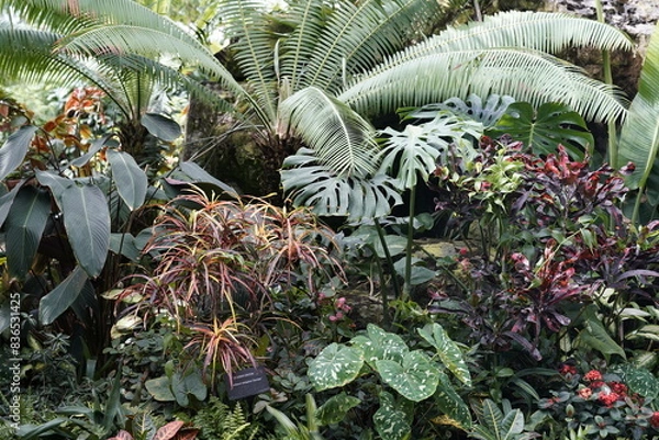 Obraz Plants of the Tropical Rainforest