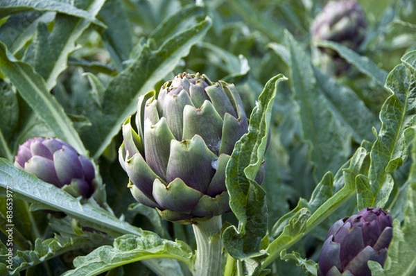 Obraz Artichokes