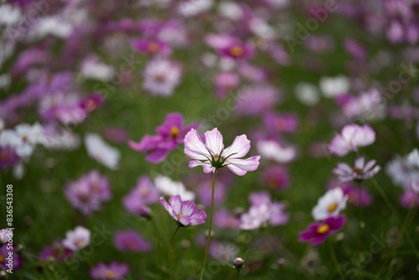 Fototapeta 코스모스