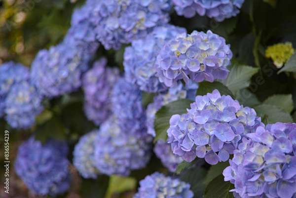 Obraz 初夏の爽やかな紫陽花