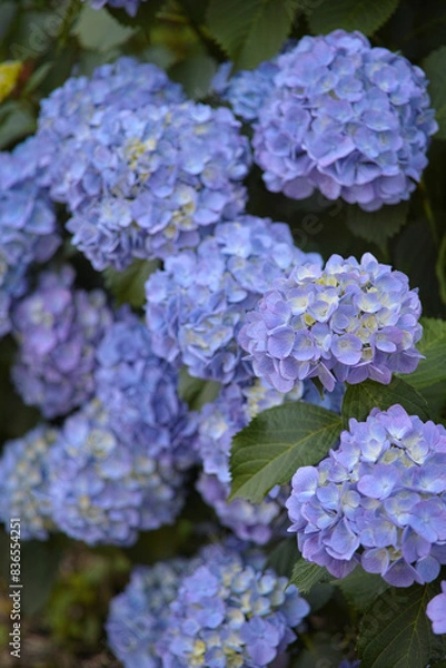 Obraz 初夏の爽やかな紫陽花