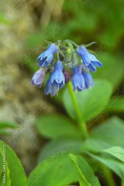 Obraz エゾルリソウ
