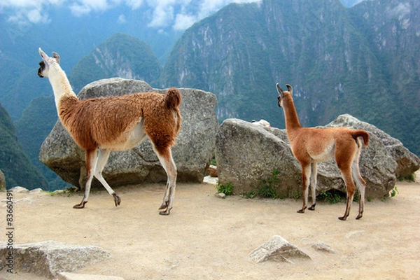 Obraz Мачу-Пикчу, Перу