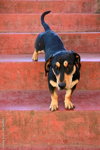 Obraz Такса, Куско, Перу