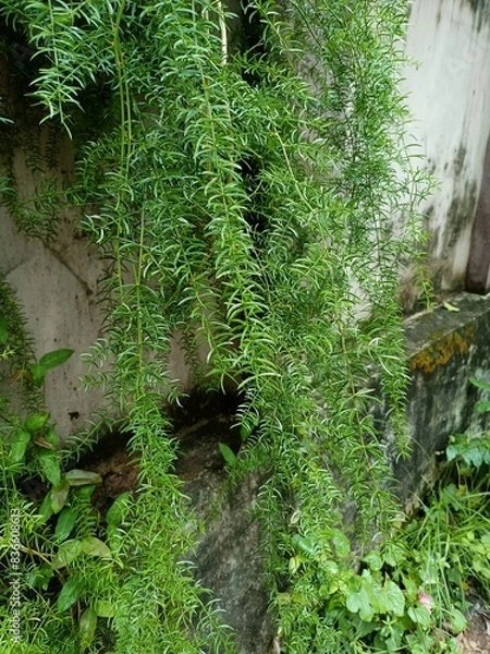 Fototapeta Asparagus Fern is an easy way to add something unique that is evergreen to your landscape. This plant also works great in containers and hanging baskets.