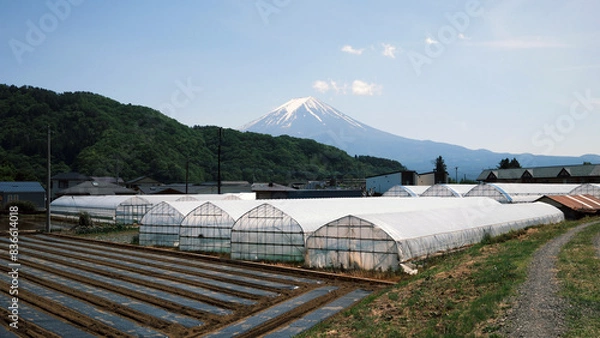 Obraz agricultural field with the Mount Fuji in Yamanashi