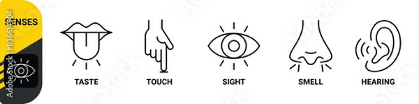 Obraz 5 five types sense. Нuman nervous system line icons color set. Eye, nose, ear, hand, mouth. Sight, smell, hearing, touch, taste concept. Vector 