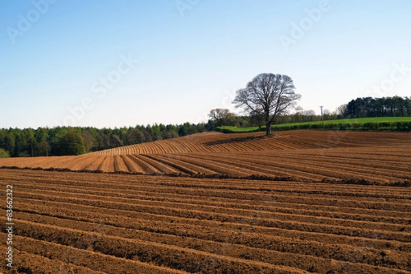 Obraz Ploughed field