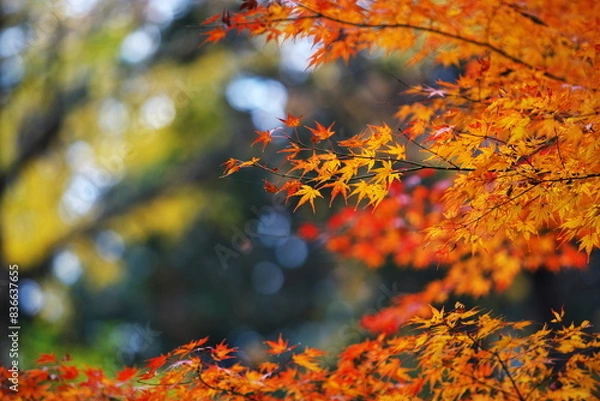 Fototapeta 肌寒さを感じる季節