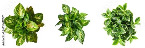 Fototapeta Top View of Houseplant Set Isolated on Transparent or White Background, PNG