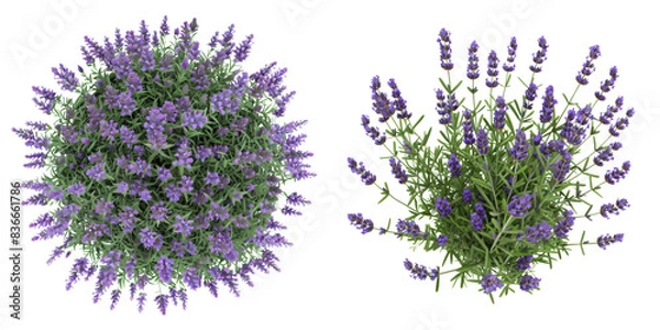 Fototapeta Top View of Lavender Plant Set Isolated on Transparent or White Background, PNG