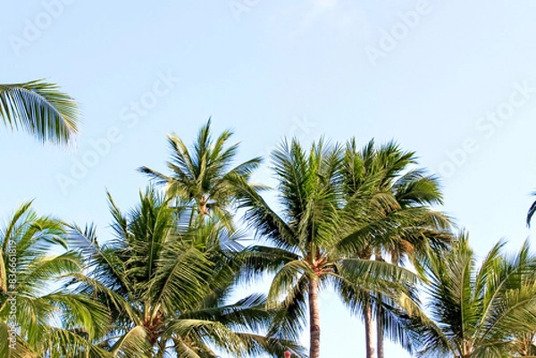 Fototapeta The image captures the beauty of green palm trees under a clear blue sky in a tropical paradise