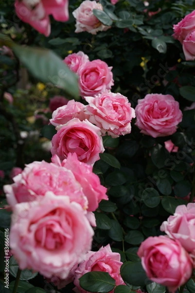 Obraz Light Pink Flower of Roses 'History' in Full Bloom
