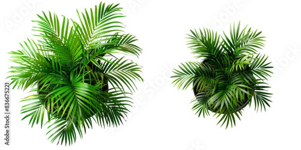 Fototapeta Top View of Potted Houseplant - Areca Palm Isolated on Transparent or White Background, PNG