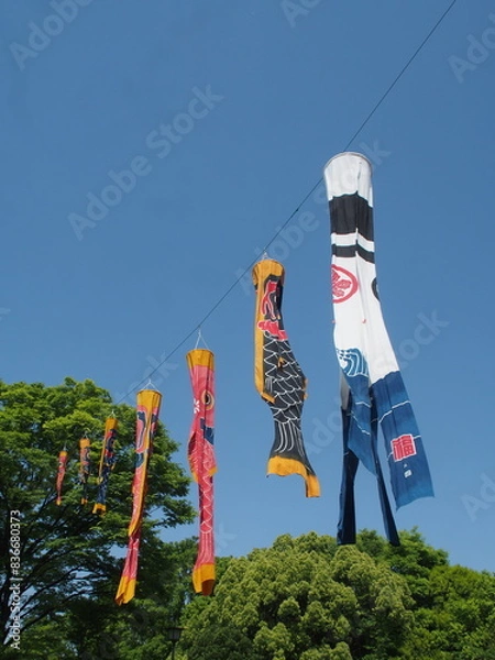 Obraz 鯉のぼり（日本の伝統行事）