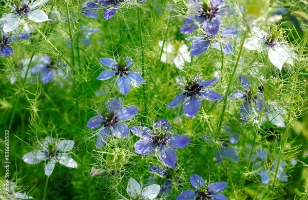 Fototapeta 初夏の風景：光の中の一重のニゲラの白と青の花

