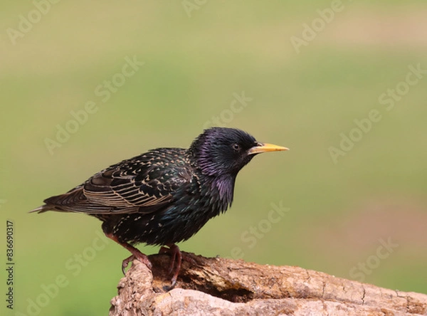 Fototapeta Starling