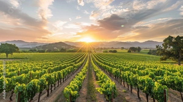 Fototapeta A picturesque vineyard using recycled water systems and eco-friendly practices generated by AI