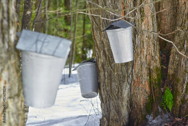 Fototapeta Maple sap container for making maple syrup canada