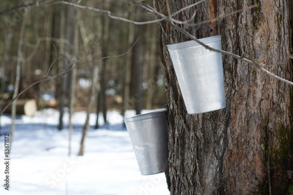 Fototapeta Maple Sap Busket do tworzenia syropu klonowego Kanada