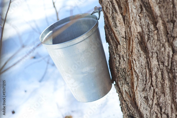 Fototapeta maple sap bucket for maple syrup to old method canada. 