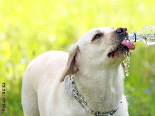 Obraz лабрадор пьет воду с пластиковой бутылки в парке