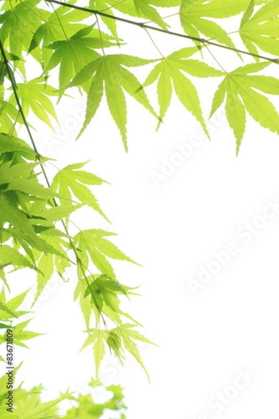 Fototapeta 新緑の楓
