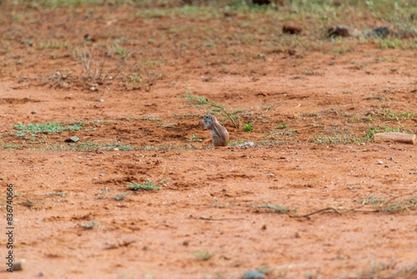Obraz African safary