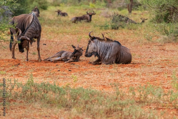 Obraz African safary