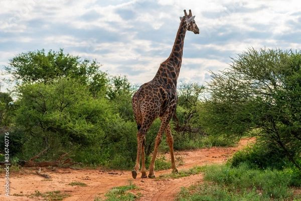 Obraz African safary