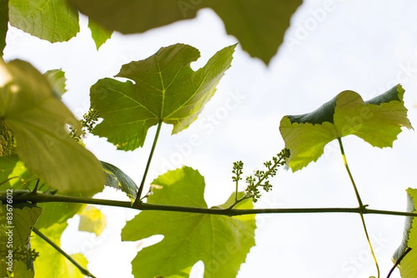 Fototapeta Young grape in spring