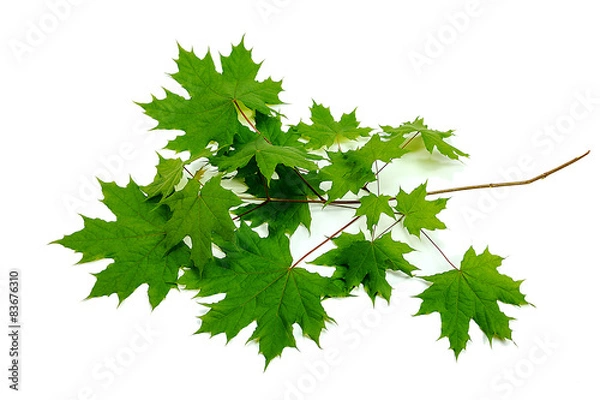 Fototapeta maple branch lies