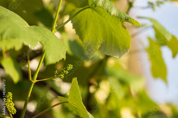 Fototapeta Young grape in spring