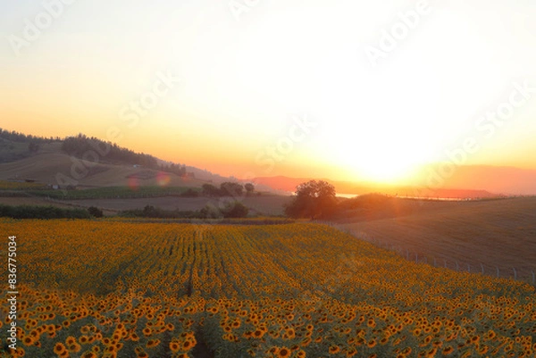 Obraz sunflower field at sunset in summer