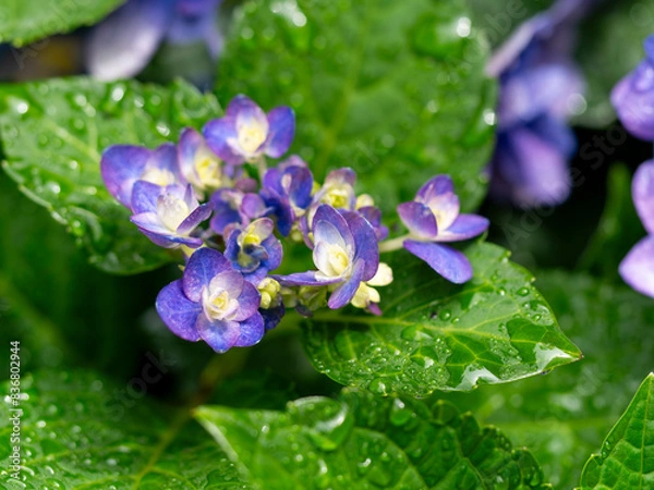 Fototapeta 水滴が付いた青紫色のアジサイ
