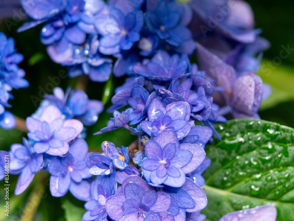 Fototapeta 水滴が付いた青紫色のアジサイ