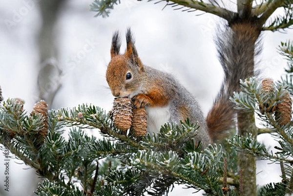 Fototapeta Squirrel eating conifer cone  in winter