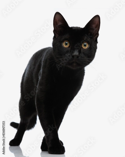 Fototapeta curious cat stepping forward while looking to side