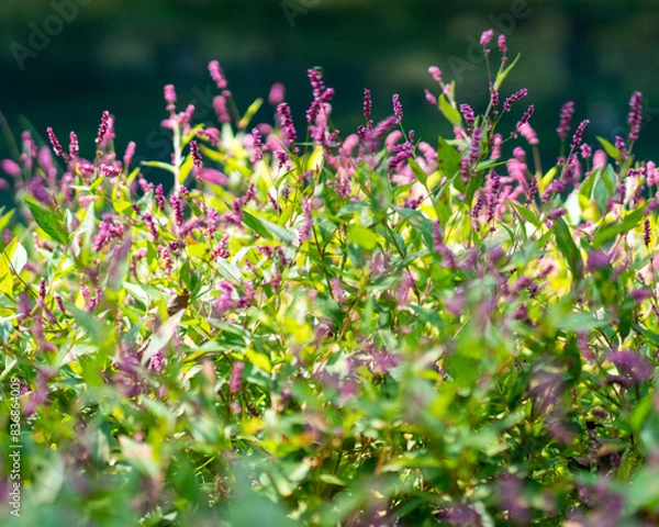 Obraz pink and white flowers