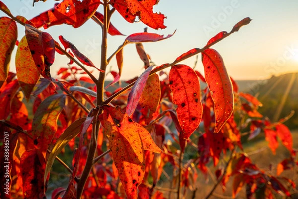 Obraz red leaves in autumn