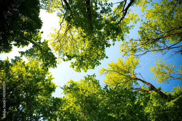 Obraz Beautiful spring leaves