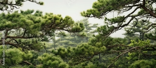 Fototapeta A pine tree featuring dense, sharp leaves, suitable for a copy space image.