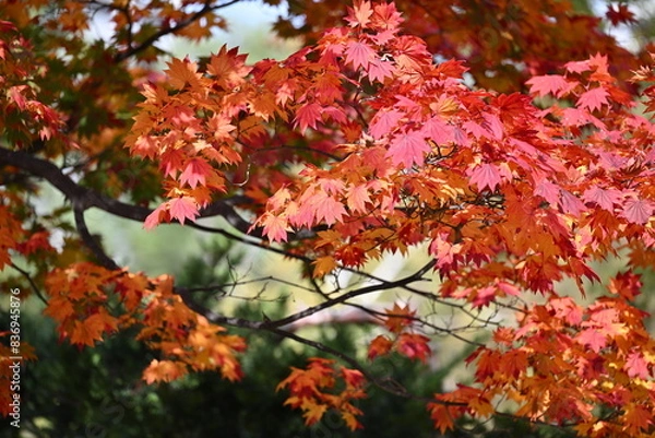 Fototapeta 北海道の秋