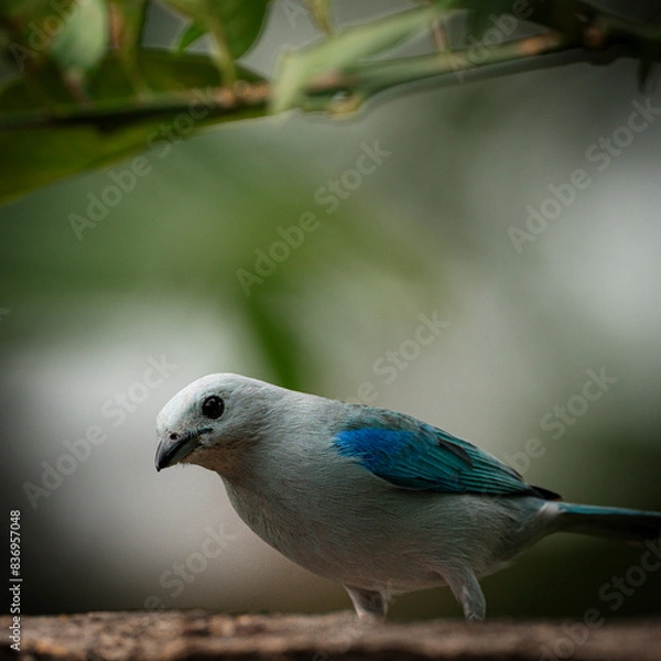 Obraz bluebird in the forest