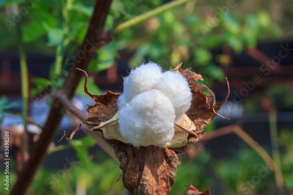 Fototapeta Close up Cotton Plant