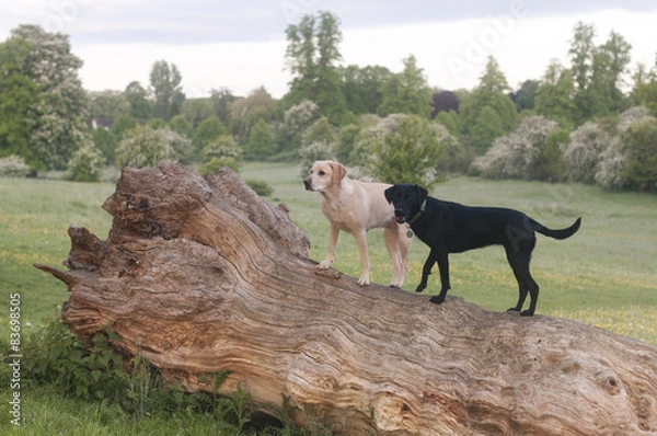 Fototapeta Labrador in the springtime park