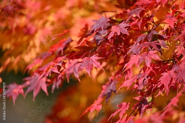 Fototapeta 北海道の秋