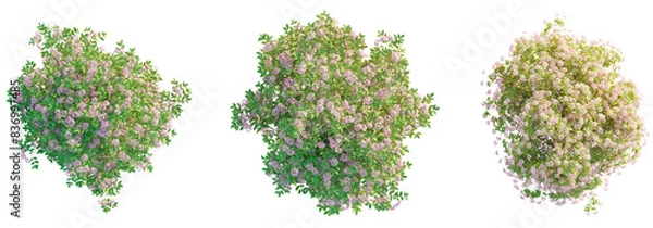 Fototapeta  Double Play spiraea tree top view, tree plan 4k png cutout	